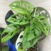 Логотип телеграм канала @gardensandflowerpot — Растения & Горшки