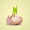 Логотип телеграм канала @garlicche — Garlic