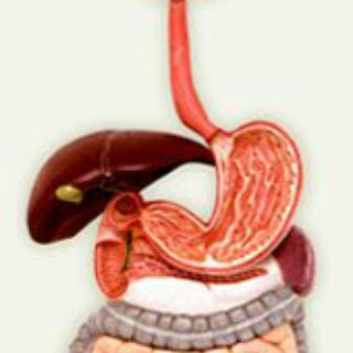 Логотип телеграм канала @gastroenterology — Gastroenterology