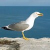 Telegram каналынын логотиби gatemonitoring — GATE/MEXC справедливая 9%