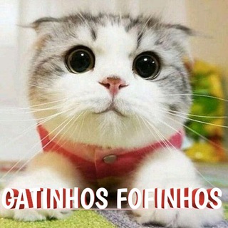 Logotipo do canal de telegrama gatinhosfofos - Gatinhos fofinhos🐈