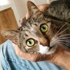 Логотип телеграм канала @gatodalatam — Пушистый Иммигрант 😼
