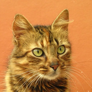 Logotipo del canal de telegramas gatosenadopcion - Gatos en adopción