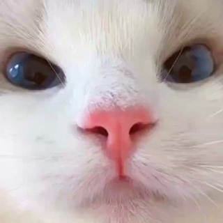 Telegram channel GATTJ logo
