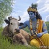 Логотип телеграм канала @gauranitaifarm — Гаура Нитай 🐄🌾 Кришна ферма