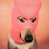 Логотип телеграм канала @gavnyuh — Мой Гав-Нюх