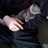 Логотип телеграм канала @gavrik_gav — GaVrik