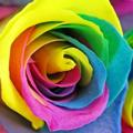 Telegram kanalining logotibi gayflowers — 🌹لینک دونی" گل های گی🌹