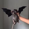 Логотип телеграм канала @gblnkr — FatRat44
