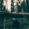 Логотип телеграм канала @gdeles — Энн потерялась в лесу