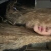 Логотип телеграм канала @gelkachannel — гелька