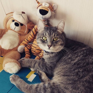 Логотип телеграм канала @generalbarsik — Блог кота генерала Барсика
