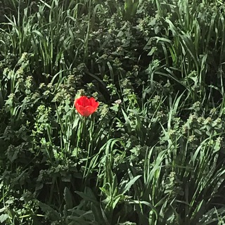 Логотип телеграм канала @generalrest — general rest