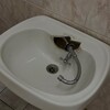 Логотип телеграм канала @geofuckmsu — geofuck