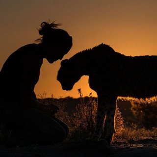 Логотип телеграм канала @geograflivvee — National geographic