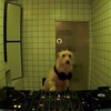 Логотип телеграм канала @geographyofnoise — География Шума