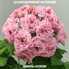 Логотип телеграм канала @geran37 — Шуйская пеларгония. Продажа 🌼