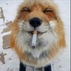 Логотип телеграм канала @geraq09 — гера👀