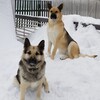 Логотип телеграм канала @gerda0608 — Жизнь Герды и её семьи🐶🐕