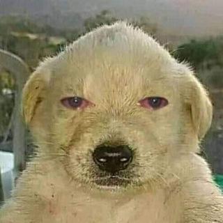 Логотип телеграм канала @ggggggggae — •что-то в глаз попало•