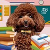 Логотип телеграм канала @ggschool11 — Канал ожидания ГАВ-ГАВ ШКОЛА 11.0 🤍