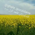 Logo saluran telegram ghale_gozaldarre — کانال کشاورزان قلعه گزل دره🌾