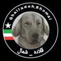 Logo saluran telegram ghalladeh_shomal — قلاده_شمال