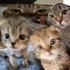 Логотип телеграм канала @ghostwive — варя кнопко