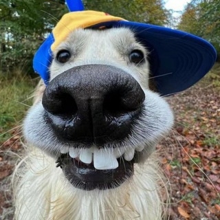 Логотип телеграм канала @gif_videomemes — Коллекционер GIF