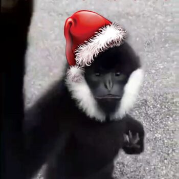 Telegram channel Gif di scimmie logo