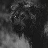 لوگوی کانال تلگرام giveafnck — ЯR