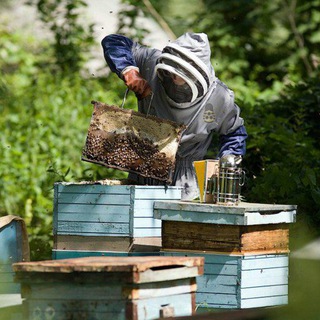 Логотип телеграм канала @glavpchelhoz — Про пчёл 🐝 и пчеловодство 🇷🇺