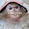 Логотип телеграм канала @glitshroblox — Capybara