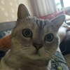 Логотип телеграм канала @gmpmaboy — раздачи мабоя