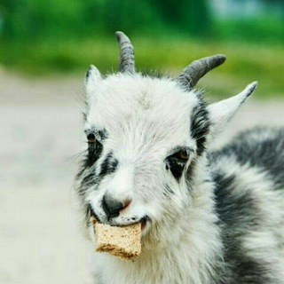Logo of telegram channel goatgifs — Goat gifs
