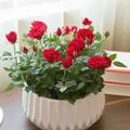 Logo saluran telegram golchingolha — گلچین گلهای آرام🌹🌹🌹🌹