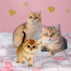 Логотип телеграм канала @golden_shinshilla — Золотая шиншилла