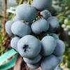 Логотип телеграм канала @golubikaforlife — ГОЛУБИКА. Выращивание, продажа ягод и саженцев. 🫐