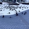 Логотип телеграм канала @golubyatnyavoleuri — голубятня волеури