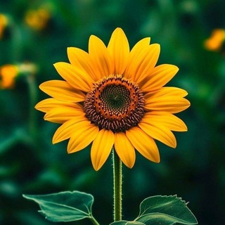 Логотип телеграм канала @good_place7 — Полезный