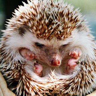 Логотип телеграм канала @goodandlove — Good&love