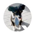 Telegram channel GoodDog-USA.com logo