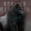 Logo of telegram channel gorilla_mentality — GORILLA MENTALITY