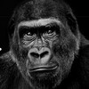 Логотип телеграм канала @gorillanewsrw — Горилла