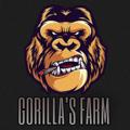 Logo saluran telegram gorillasssfarm — GORILLA's FARM🏴‍☠️🇮🇹🇪🇦