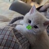 Логотип телеграм канала @goroskop4uuu — удачный гороскопчик
