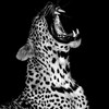 Логотип телеграм канала @gorowlw — wlw гороскоп