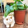 Логотип телеграм канала @gorshochichastiy — Горшочки счастья: уход за домашними цветами
