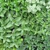Логотип телеграм канала @goryunova_garden_mint — Мятный Сад Оксаны Горюновой