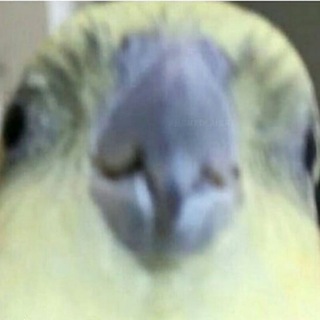 Логотип телеграм канала @gothbets — Добрые схемы